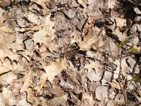 1990 Ford Bronco - A forest floor scene covered in dry leaves, with a small mushroom emerging.