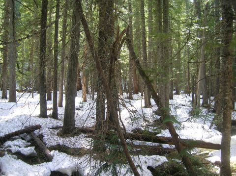 1996 Ford Bronco - A dense forest scene with snow patches and fallen logs on the ground.