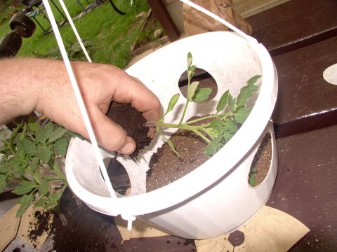 1986 Ford Bronco - Tear off a plant from the flat and feed it through the hole leaves first. Gently helping the leaves through the hole, then laying the root…