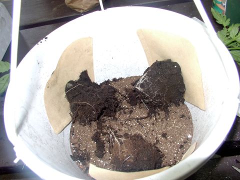 1986 Ford Bronco - Three more times and slip the slitted coffee filters over the stalks to retain the soil you are about to pack in around the plants.