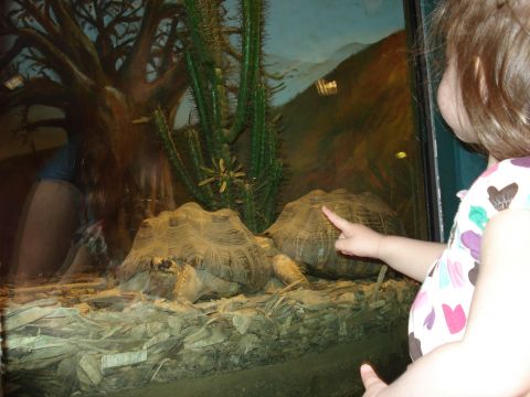 2000 Ford Crown Victoria - A child points at tortoises in a zoo exhibit, observing the desert-like habitat.