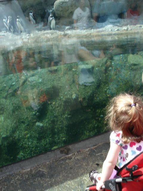 2000 Ford Crown Victoria - A young child in a stroller observes penguins in their habitat at a zoo.