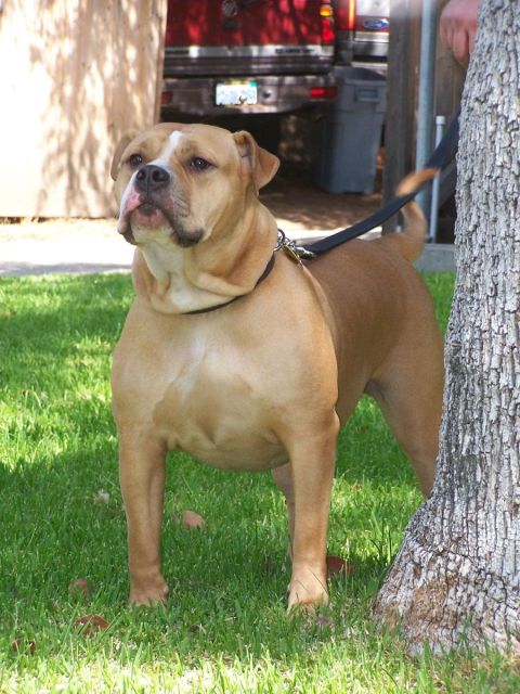 1990 Ford Bronco - A tan dog with a white blaze on its face stands on a grassy lawn next to a tree, with a red truck visible in the background.