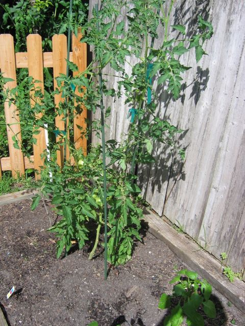 1992 Ford Bronco - A tomato plant is supported by stakes in a garden bed, with a wooden fence in the background.
