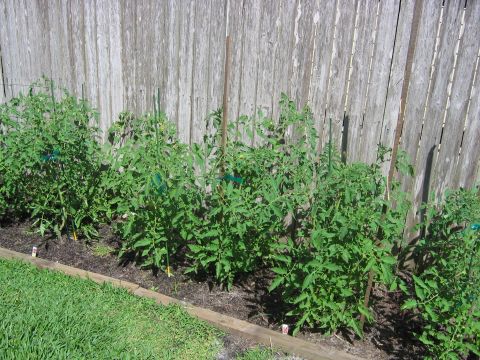 1992 Ford Bronco - A row of healthy tomato plants are staked and growing in a garden bed next to a weathered wooden fence.