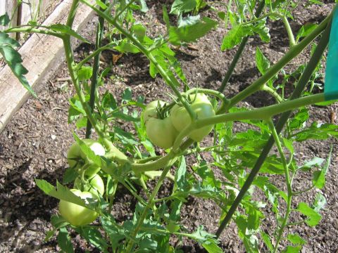 1992 Ford Bronco - A tomato plant grows in the garden, supported by stakes.