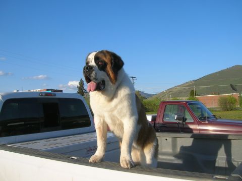 1996 Ford Bronco - A large St. Bernard dog sits in the bed of a white pickup truck, with a red pickup truck visible in the background under a clear blue sky.