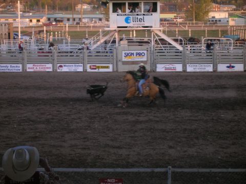 1996 Ford Bronco - A rodeo event is underway in an arena, with a rider and horse pursuing a calf.