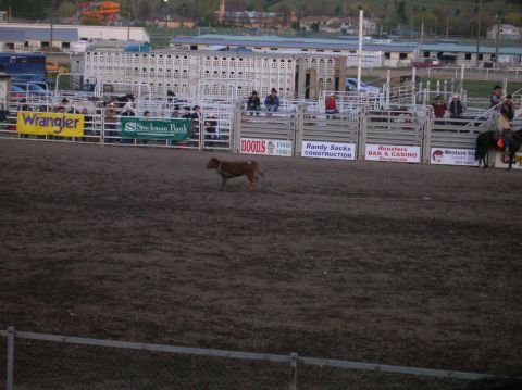 1996 Ford Bronco - A calf runs in a rodeo arena with spectators watching from the stands and sponsor banners visible.