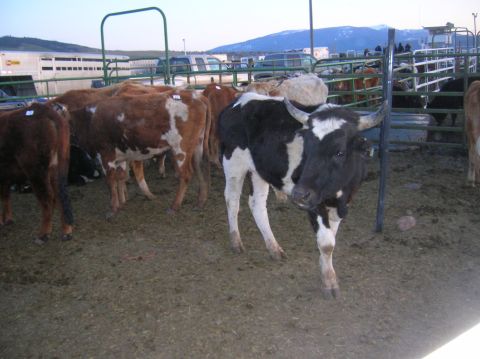 1996 Ford Bronco - A group of cattle are gathered in a pen, with a black and white cow prominently featured in the foreground.