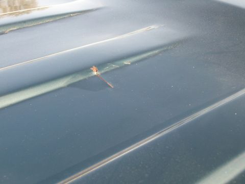 1995 Ford C-350 (Centurion Conversions) - Close-up view of a green vehicle's hood, showing a small rust spot and the characteristic lines of the bodywork.
