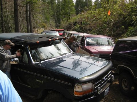 1992 Ford Bronco - A line of SUVs parked in a wooded area, with a man interacting with a dog inside a dark green Bronco.