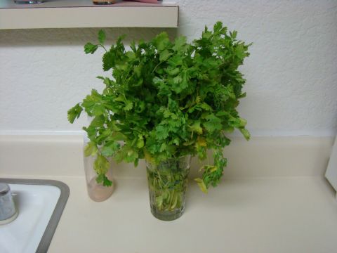 1989 Ford Bronco - Fresh cilantro is stored in a glass on a kitchen counter next to a sink.