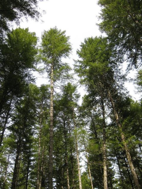 1992 Ford Bronco - Looking up through a dense forest of evergreen trees.