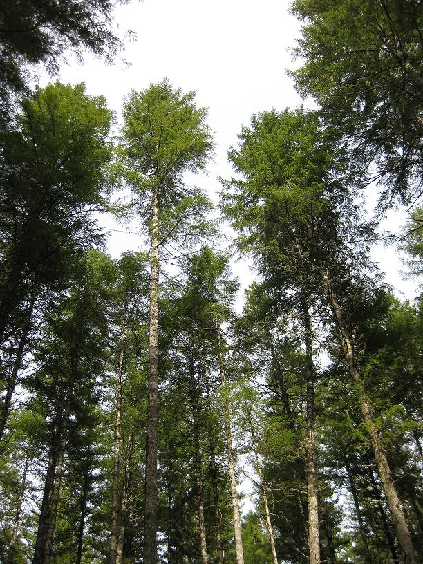 Tall evergreen trees reaching towards a bright sky