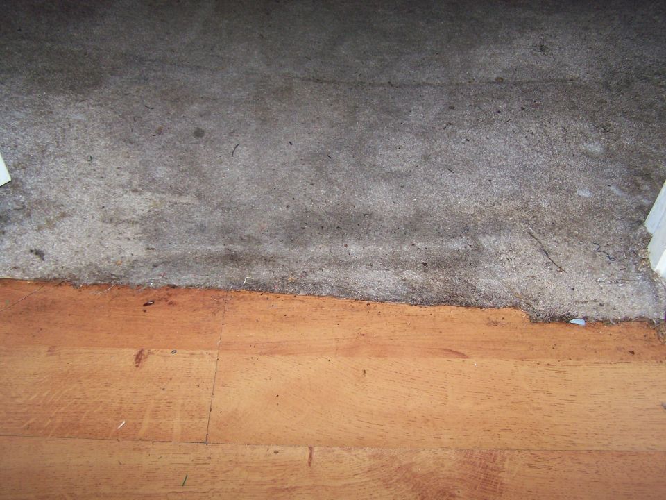 Water-damaged carpet edge above a wood floor