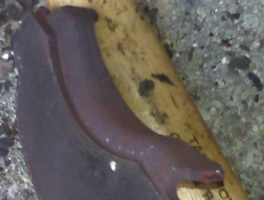 Dark exhaust pipe with yellow object behind it