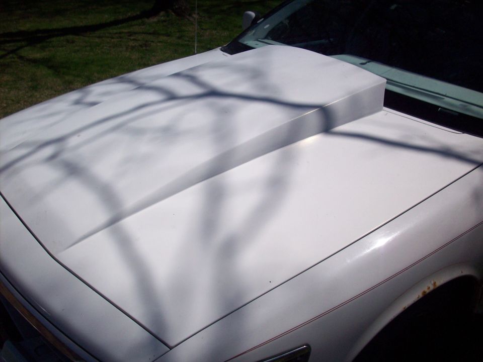 White vehicle hood with a raised cowl induction scoop under tree shadows