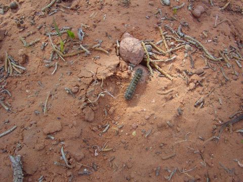 1986 Ford Bronco II - A caterpillar crawls across dry, red earth dotted with sparse vegetation.
