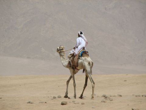 2006 Victory Kingpin - Bedouin near Peacekeeper