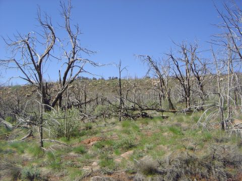 1986 Ford Bronco II - A scene of a landscape with burnt trees and new green growth under a clear blue sky.