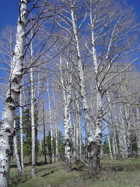 1986 Ford Bronco II - A dense stand of aspen trees with white bark and bare branches fills the frame under a clear blue sky.