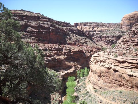 1986 Ford Bronco II - A scenic view of a desert canyon with lush green trees lining the bottom.