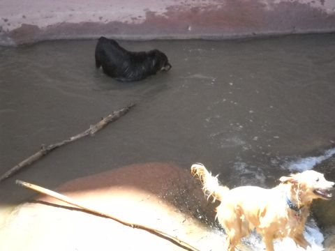 1986 Ford Bronco II - Dogs enjoying a day in the water, splashing and playing with sticks.