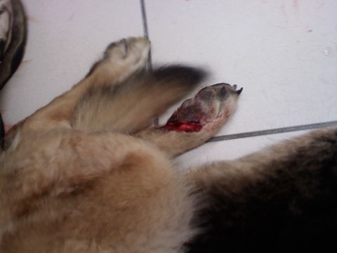 1978 Ford Bronco - Close-up of an injured dog's paw showing a significant wound.