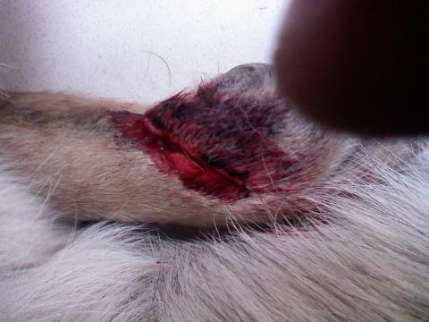 1978 Ford Bronco - A close-up view shows a deep, bloody gash on an animal's fur, indicating an injury.