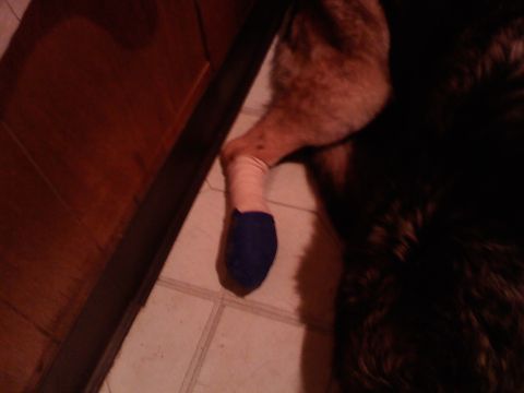 1978 Ford Bronco - A dog's bandaged leg with a blue sock is visible, resting on a tiled floor beside a wooden panel.