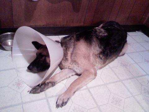 1978 Ford Bronco - A German Shepherd dog rests on a tiled floor while wearing a protective cone around its neck.