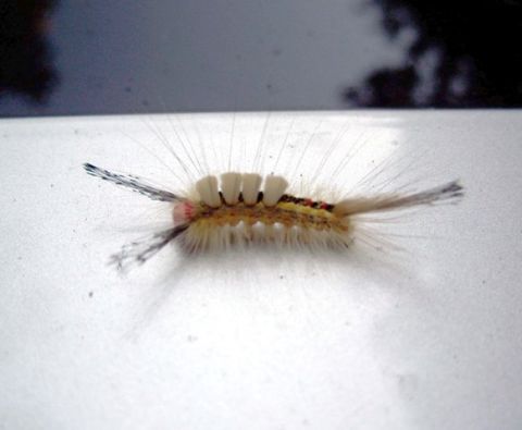 1971 Ford Ranchero - A fuzzy caterpillar with distinct white tufts and colored stripes rests on a white surface.