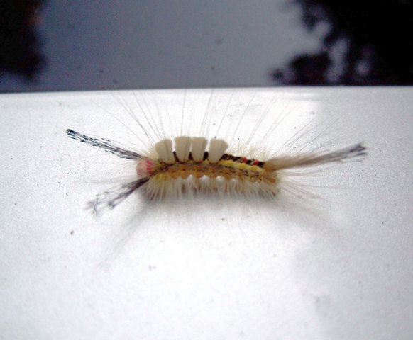 Caterpillar with white tufts and yellow/red stripes on a white surface. Watermark reads SUPERMOTORS.NET