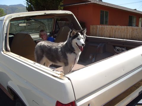 1995 Ford Bronco - A husky dog and a person are in the back of a white SUV, which appears to be from the 1980s.