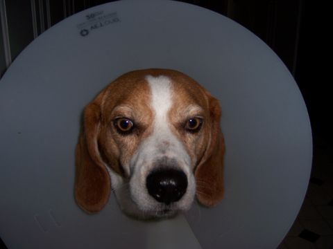 1991 Ford Bronco - A beagle dog is wearing a veterinary cone after a procedure.