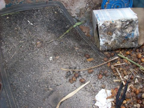 1985 Ford F-250 - The interior floor mat is covered in dirt, leaves, and other debris, with a damaged box in the background.