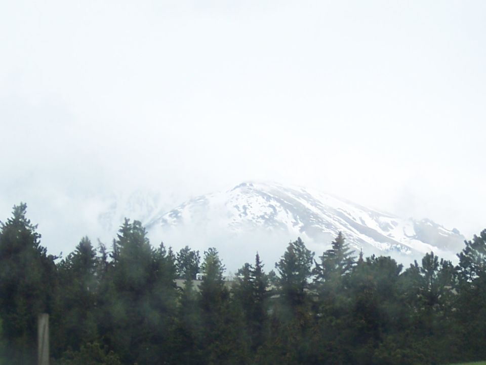 Snow-capped mountain peak behind a line of dark green pine trees under a hazy sky