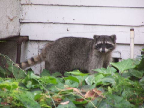 1990 Ford Bronco - A raccoon with distinctive facial markings stands among foliage near a building.