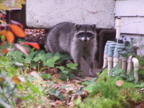 1990 Ford Bronco - A raccoon stands alert in a garden setting, surrounded by greenery and plumbing fixtures.