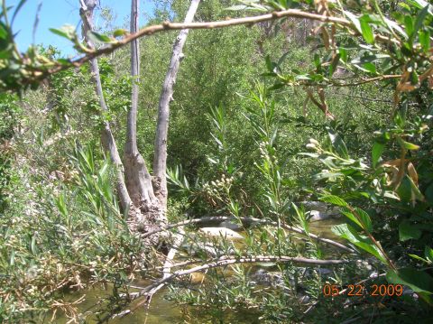1985 Ford Bronco - A wooded creek bed with a date stamp of May 22, 2009.