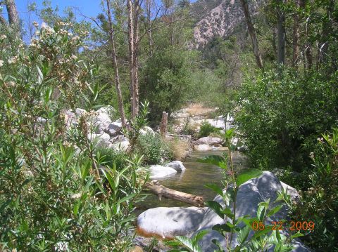 1985 Ford Bronco - A tranquil stream flows through a rocky, wooded area, with lush greenery and a mountain in the background.