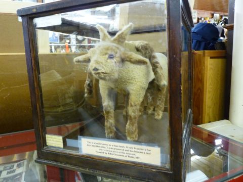 2006 Ford E350 - A preserved lamb with multiple limbs is on display in a museum exhibit.