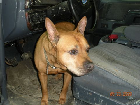 1998 Chevrolet Blazer - A dog stands inside a vehicle's interior, with the dashboard and seats visible.