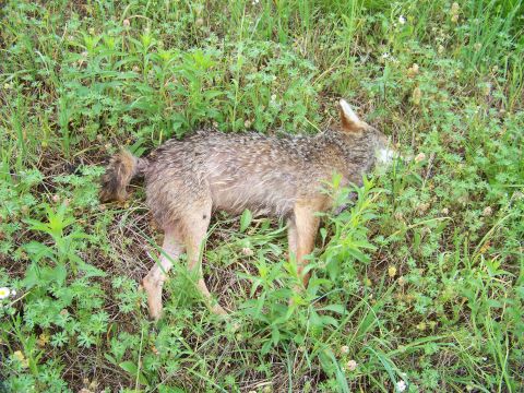 1995 Mercury Grand Marquis - A dead coyote lies in a grassy field, partially obscured by weeds.