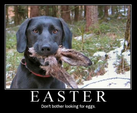 1988 Ford Bronco - This dog is not looking for Easter eggs, it found something else.