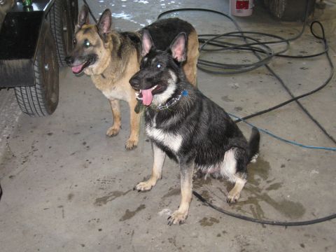 1978 Ford Bronco - Two German Shepherd dogs stand on a concrete floor next to a trailer wheel, with coiled cables in the background.