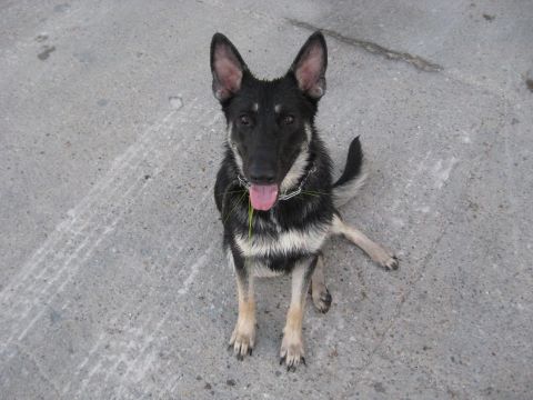 1978 Ford Bronco - A German Shepherd dog sits on a concrete surface, panting with its tongue out and grass around its mouth.