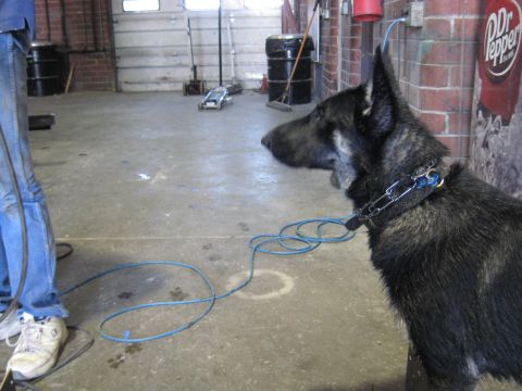 1978 Ford Bronco - A German Shepherd dog stands on a leash in a garage, with tools and a Dr Pepper sign visible in the background.