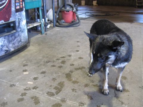 1978 Ford Bronco - A dog stands on a concrete floor marked with numerous paw prints and wet patches.